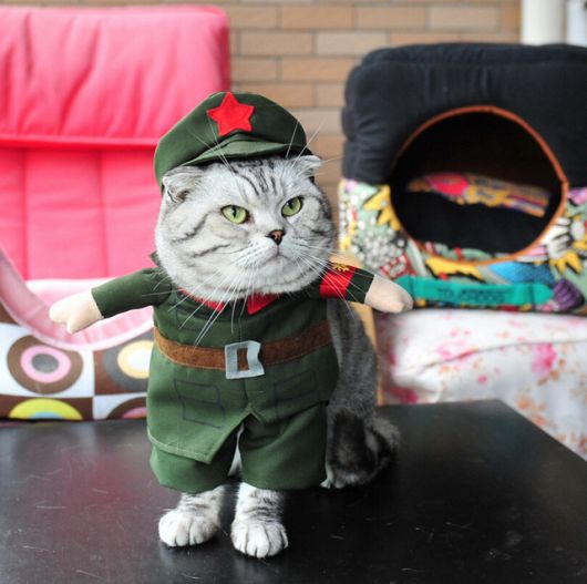 fantasia para gato soldado