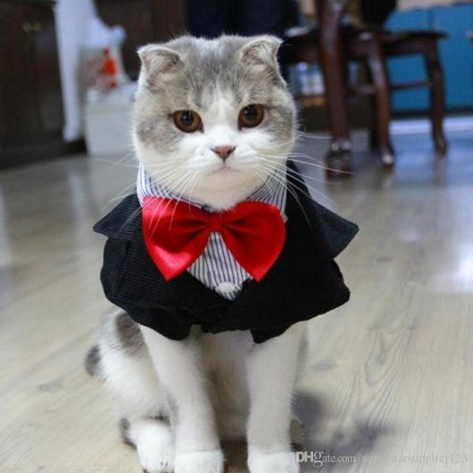 fantasia para gato com terno e gravata borboleta