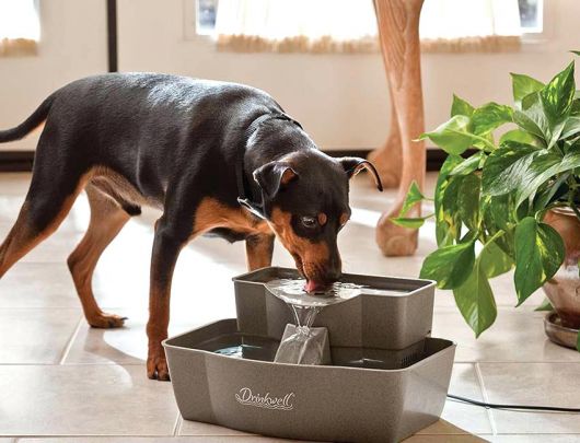Fonte para hidratar seu cãozinho