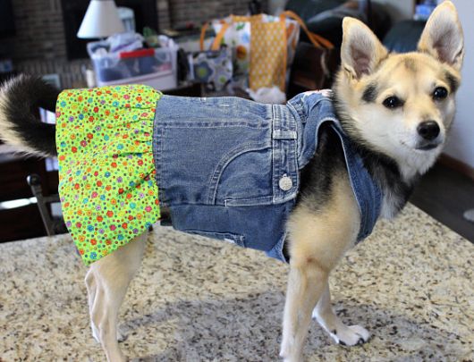 vestido para cachorro jeans