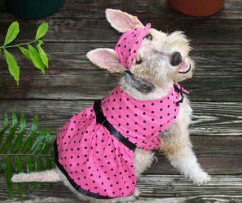 vestido para cachorro com saia rosa e estampa poá