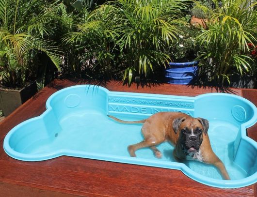 piscina para cachorro modelo de osso