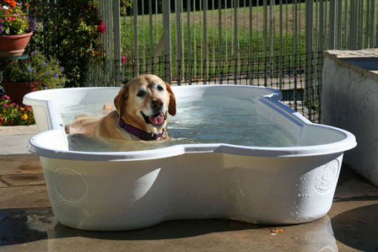 piscina para cachorro de resina