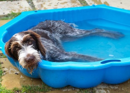 piscina para cachorro plástico azul