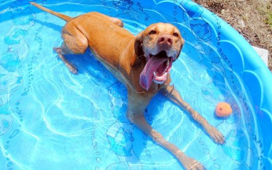 piscina para cachorro com água rasa