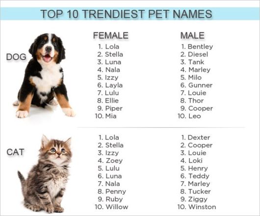 Os top 10 dos nomes fofos para cachorros em inglês