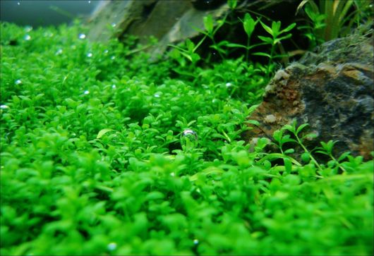 Planta carpete para aquário