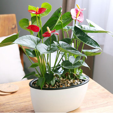 Plantas pequenas – 10 espécies ideais para quem tem pouco espaço!