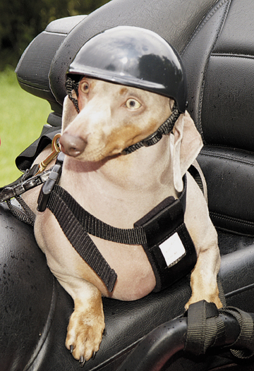 capacete para cachorro