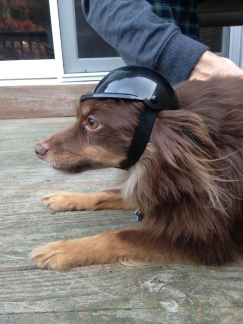 capacete para cachorro