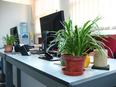 plantas para escritório
