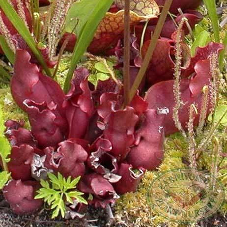 Sarracenia Purpurea