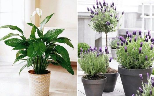 Vasos para plantas