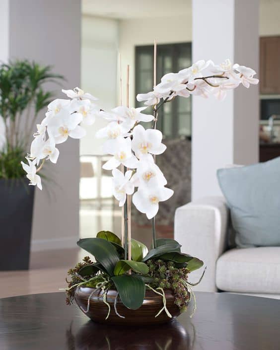 orquídeas brancas