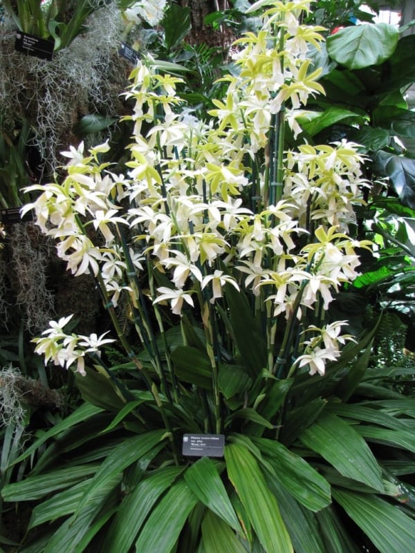 belas orquídeas terrestres
