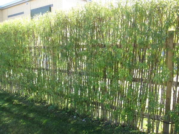 cerca viva de bambu