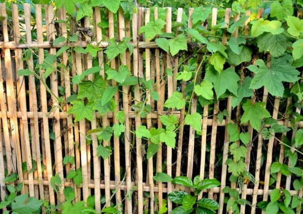 cerca de bambu para horta