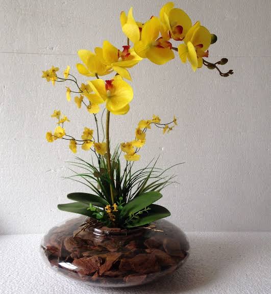 como cuidar de orquídea amarela