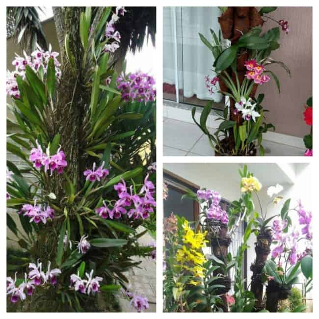 decoração com orquídeas