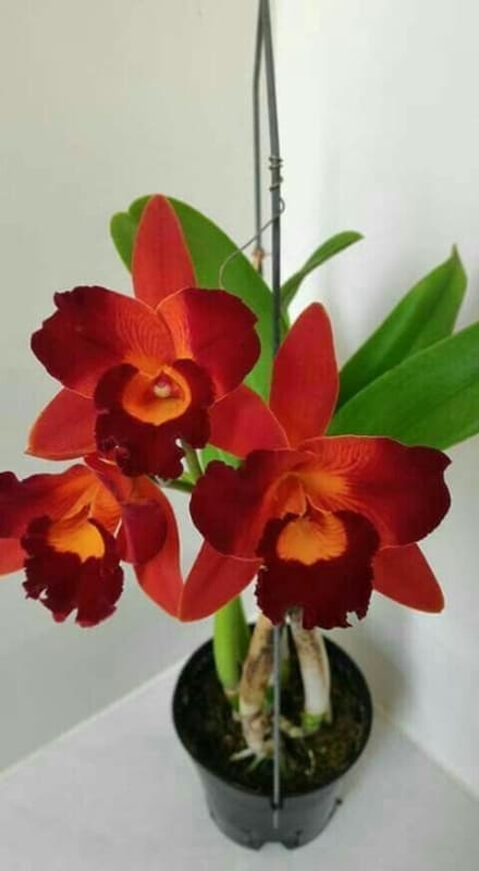 dicas de orquídeas vermelhas