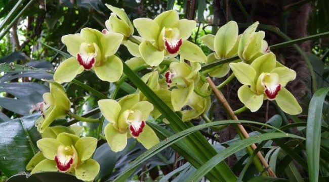 fotos de orquídeas terrestres