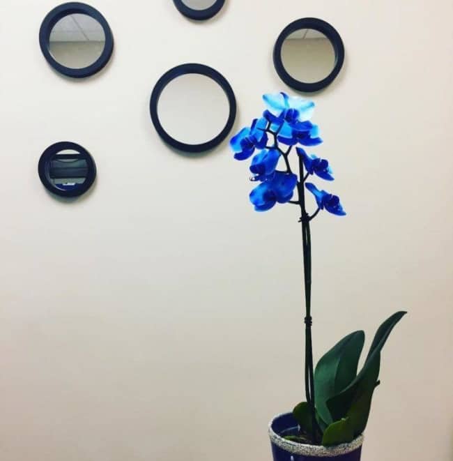 ideias de orquídea azul