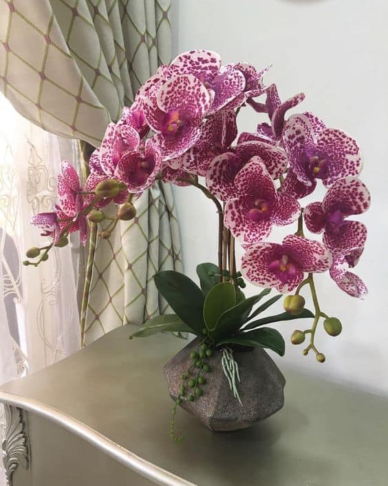 ideias de orquídeas rosas