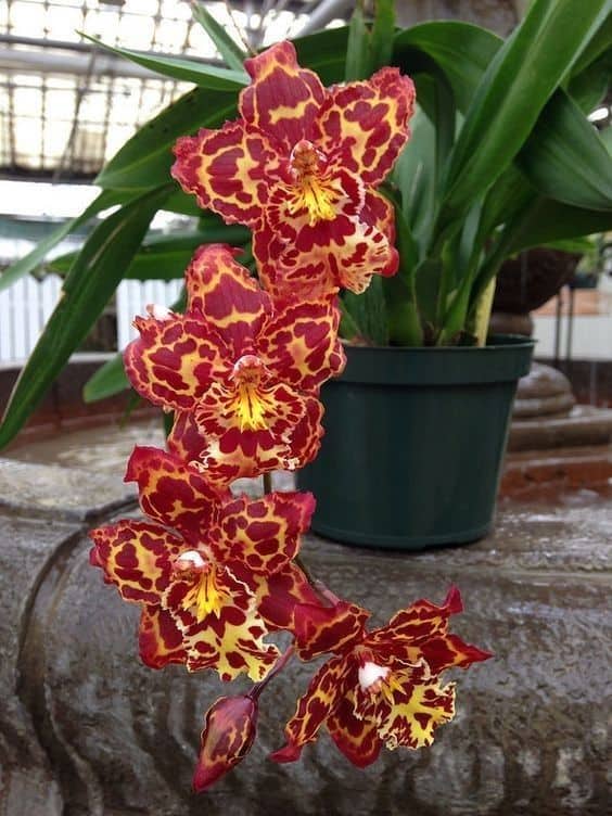 lindas orquídeas vermelhas
