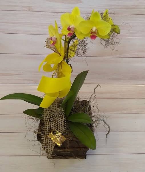 modelo de orquídea amarela