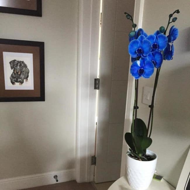modelos de orquídea azul