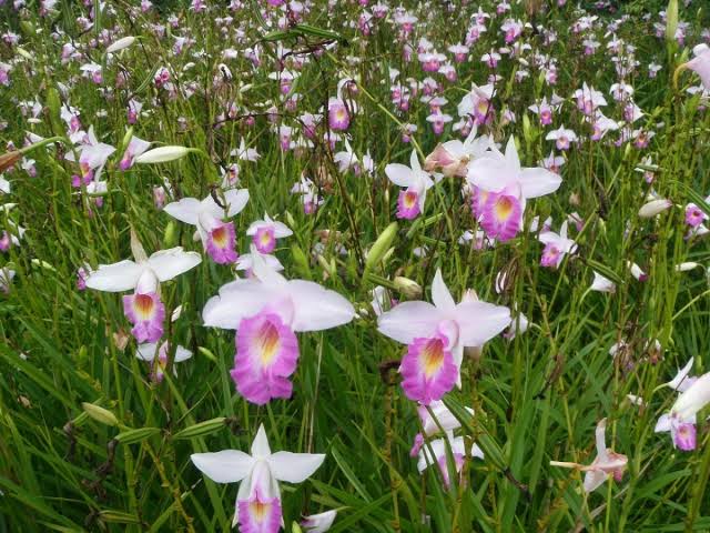 Tipos de orquídeas – Como diferenciar? + 60 fotos e inspirações!