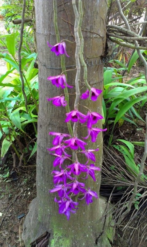 orquídeas roxas epifitas