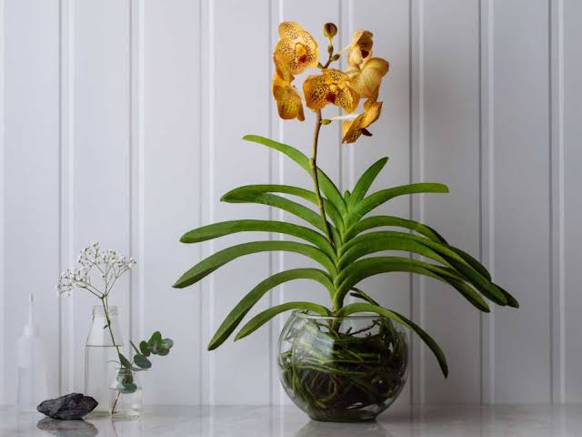 orquídea amarela