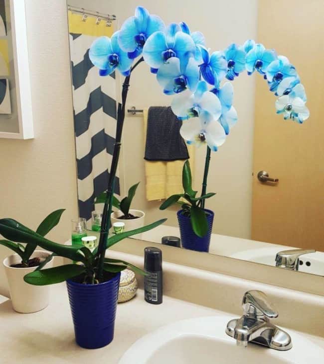orquídea azul no banheiro
