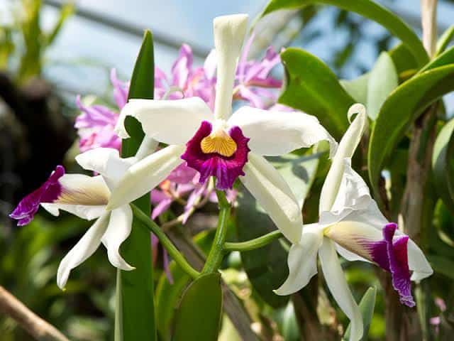 orquídeas brasileiras cattleya purpurata
