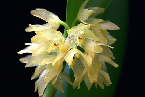 orquídeas brasileiras octomeria