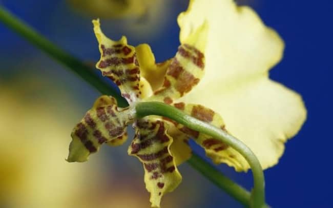 orquídeas raras shenzhen
