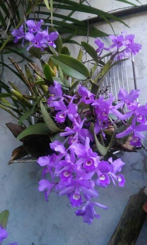 orquídeas roxas em vasos