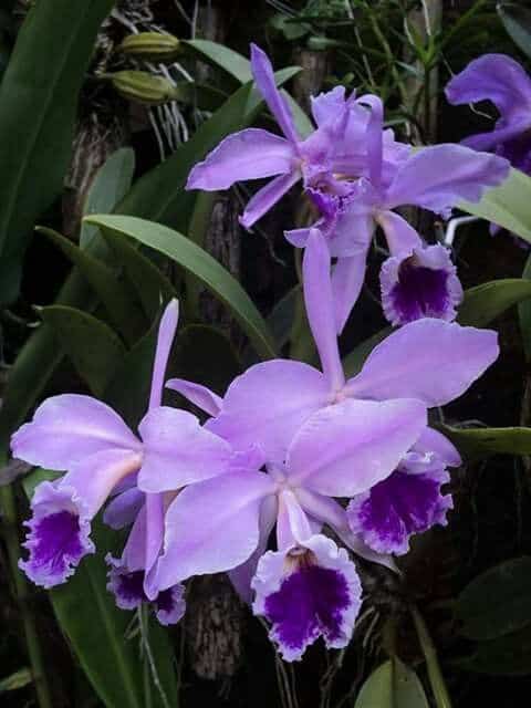 orquídeas roxas