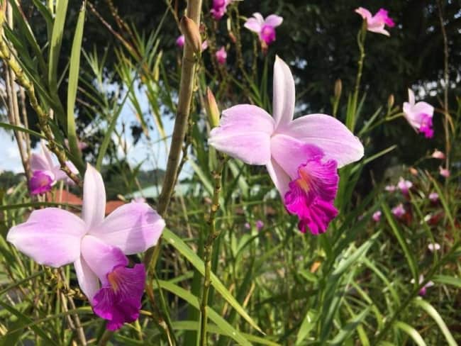 orquídeas terrestres