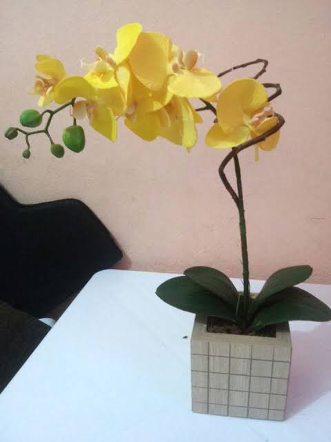 tipo de orquídea amarela