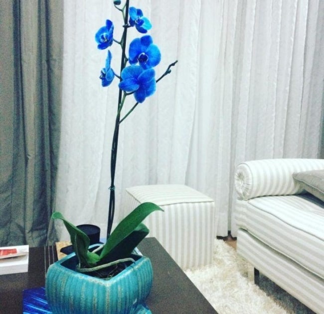 tipo de orquídea azul