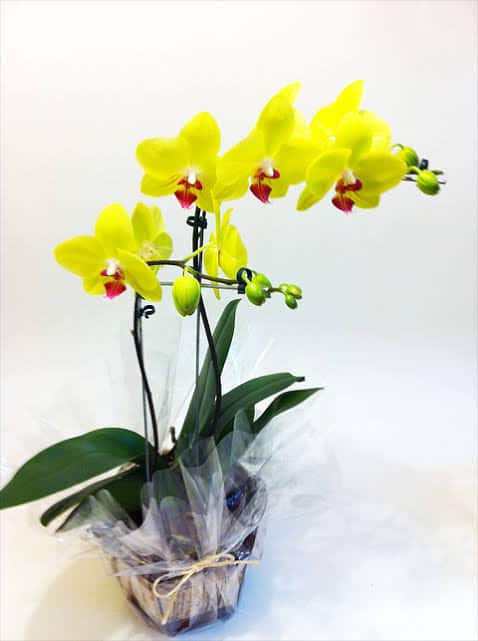 tipos de orquídea amarela