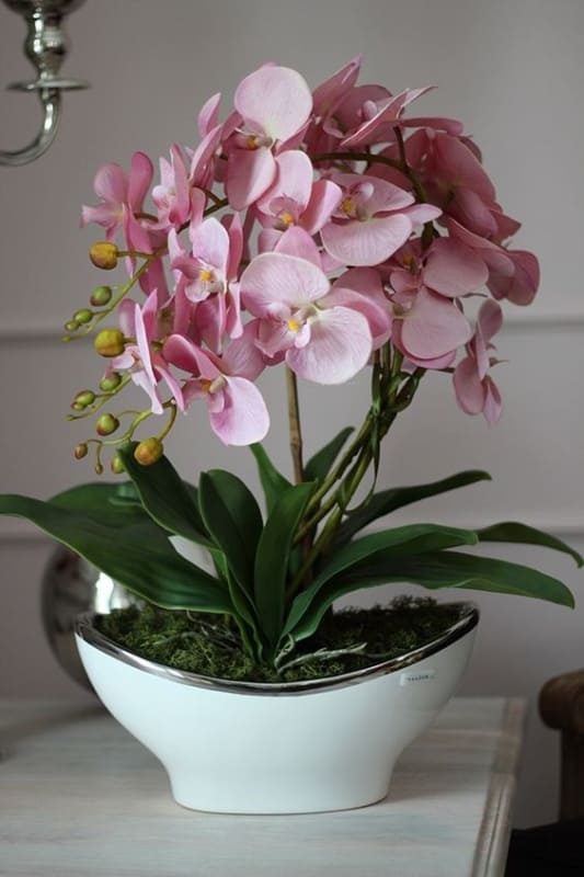 tipos de orquídea rosa