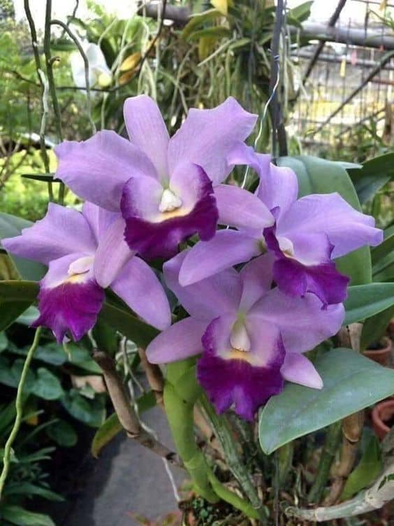 tipos de orquídeas roxas