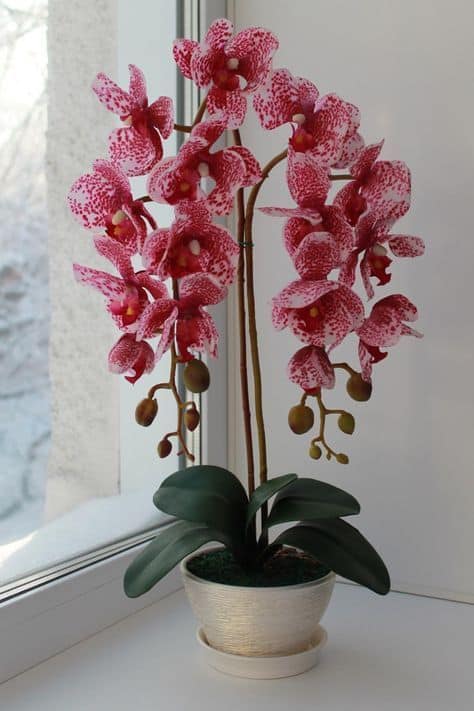 vaso com orquídeas rosas