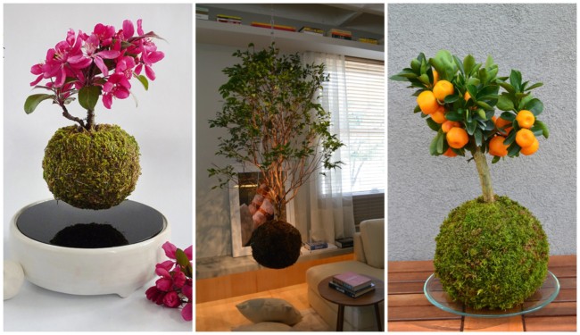 Decoração com kokedama 1