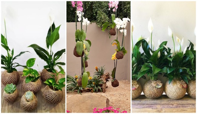 Decoração com kokedama 2