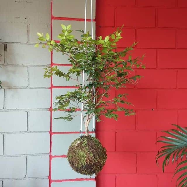 Decoração com kokedama de jabuticabeira