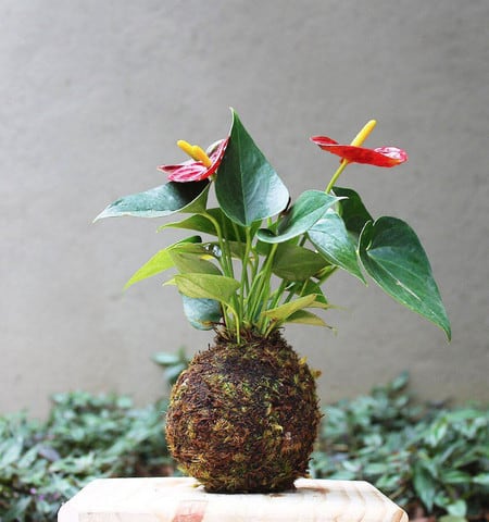 Kokedama de antúrios vermelhos